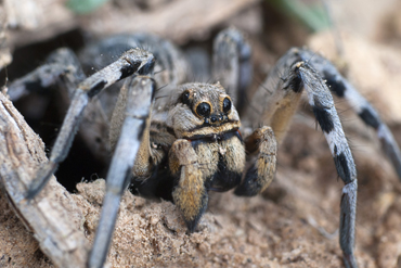 Araña Lobo
